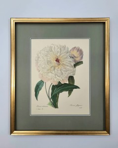 Redoute  Pierre /tablica nr. 104 / 45 x 38