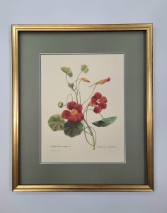 Redoute  Pierre /tablica nr.139  / 45 x 38