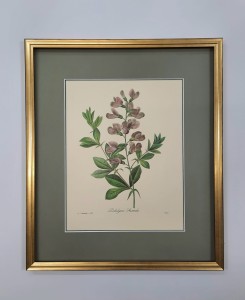 Redoute  Pierre /tablica 107 / 45 x 38