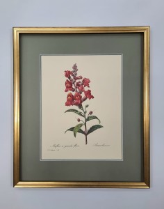 Redoute  Pierre /tablica  nr.80 / 45 x 38