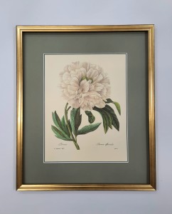 Redoute  Pierre /tablica  nr.102 / 45 x 38