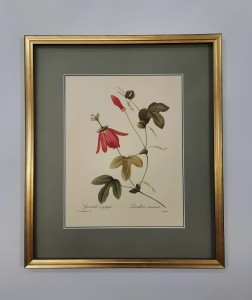 Redoute  Pierre /tablica  nr.92 / 45 x 38