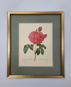 Redoute  Pierre /tablica  nr.121 / 45 x 38