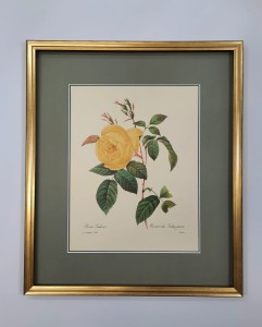 Redoute  Pierre /tablica  nr. 122 / 45 x 38