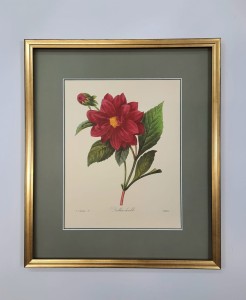 Redoute  Pierre /tablica  nr.30 / 45 x 38