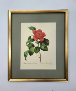 Redoute  Pierre /tablica  nr.17 / 45 x 38